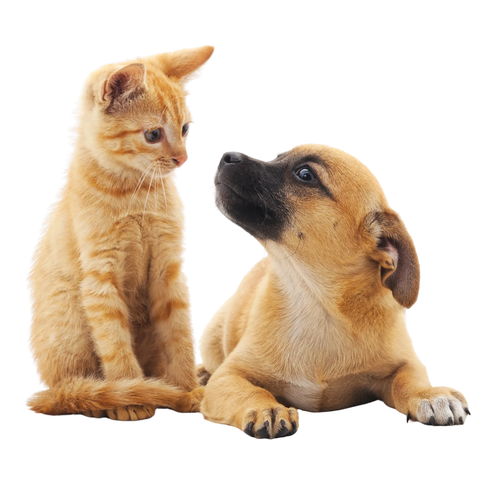 A kitten and puppy looking at each other